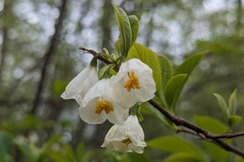 Halesia carolina