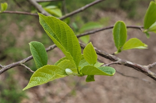 Halesia carolina