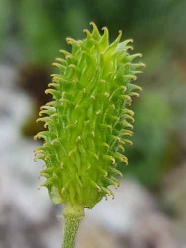 Ranunculus spicatus, photograph 6