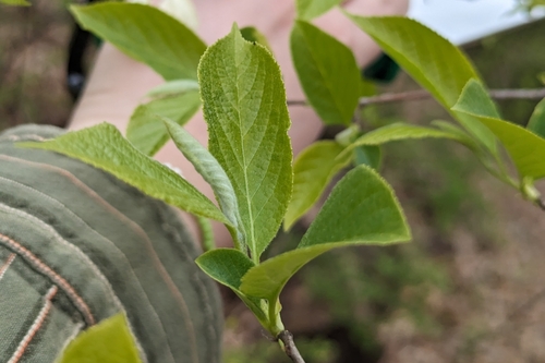 Halesia carolina