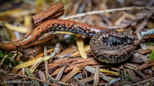 Oregon Slender Salamander