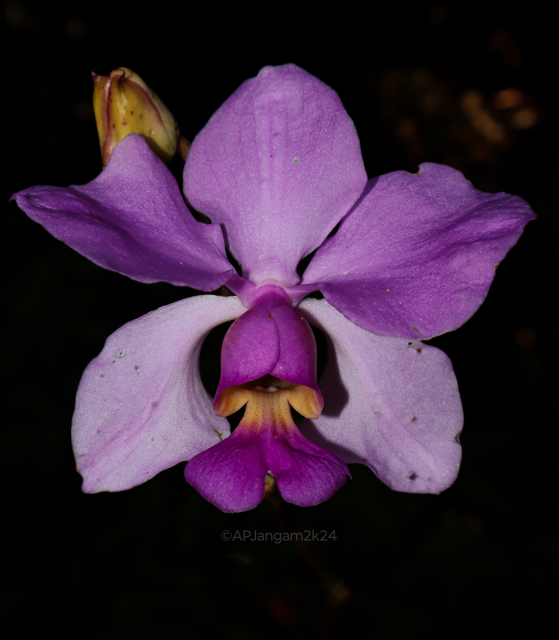 Imagem de Orquídea-borboleta