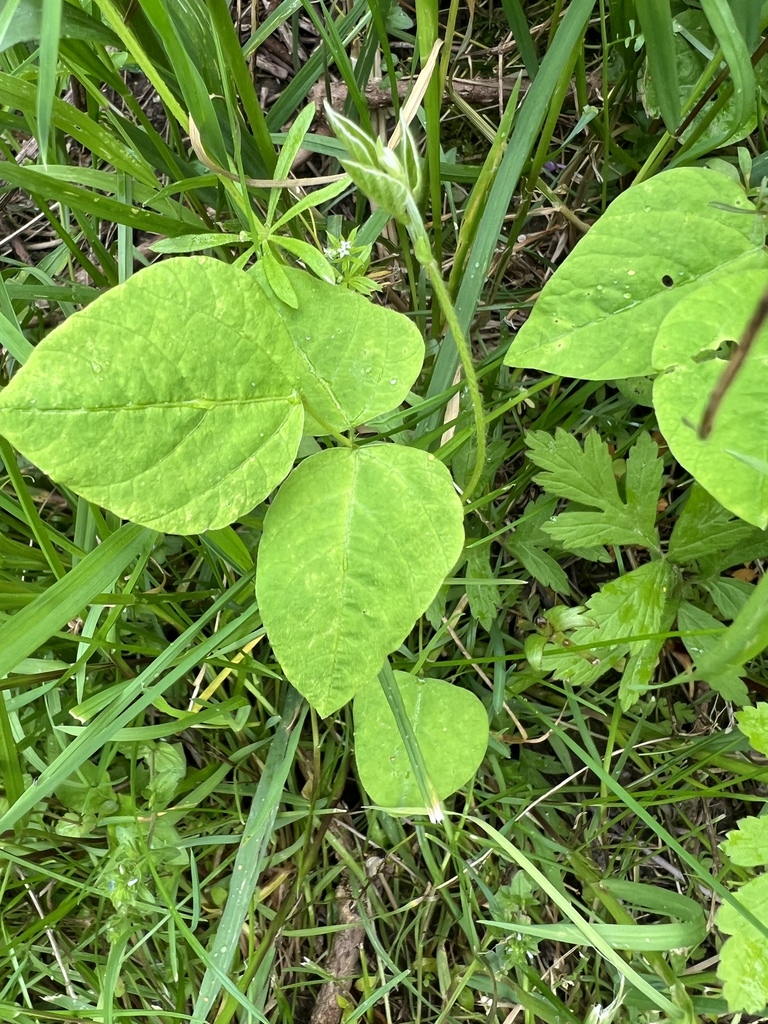 American hog-peanut from Caperton Swamp, Indian Hills, KY, US on April ...