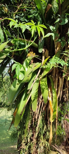 Image of Aechmea caudata by (c) Maike Letícia Link Bianchini, some rights reserved (CC BY)