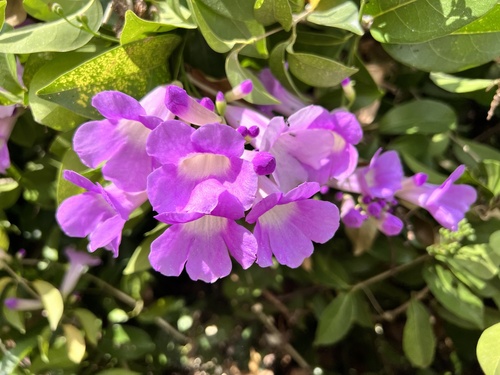 Foto de Cipó-de-alho
