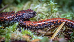 Batrachoseps wrighti