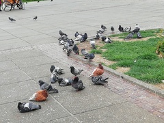 Columba livia domestica