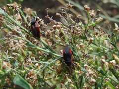 Largus rufipennis