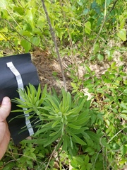 Liatris aspera