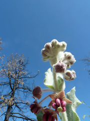 Asclepias californica