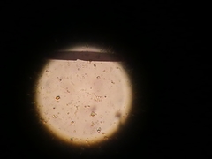 Scenedesmus