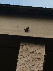 Synanthedon
