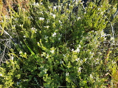 Gnidia tomentosa