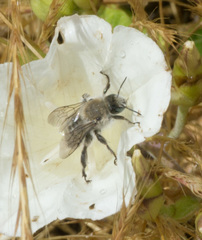 Diadasia bituberculata
