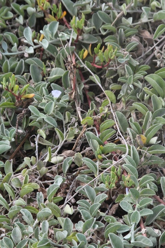 Pāʻū O HiʻIaka