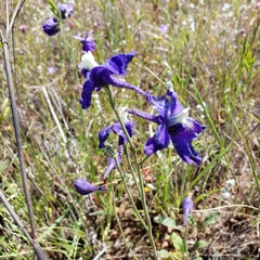 Delphinium variegatum variegatum
