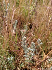 Extriplex californica