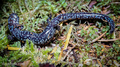 Batrachoseps wrighti