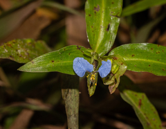 Commelina obliqua