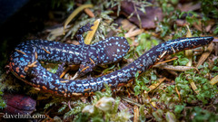 Batrachoseps wrighti