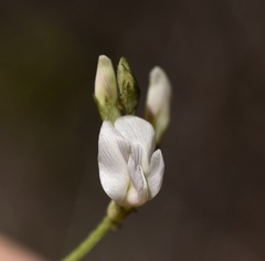 Astragalus remotus