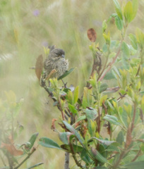 Artemisiospiza belli clementeae