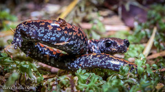 Batrachoseps wrighti