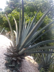 Agave vivipara
