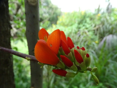 Image of Erythrina edulis by (c) Esteban Villa Restrepo, some rights reserved (CC BY-SA)
