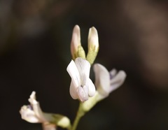 Astragalus remotus
