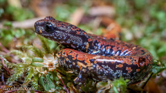 Batrachoseps wrighti