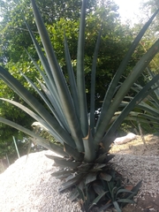Agave vivipara