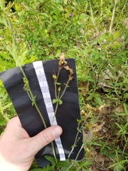 Penstemon laxiflorus