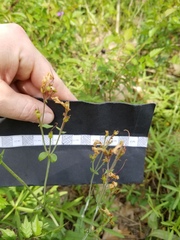 Penstemon laxiflorus