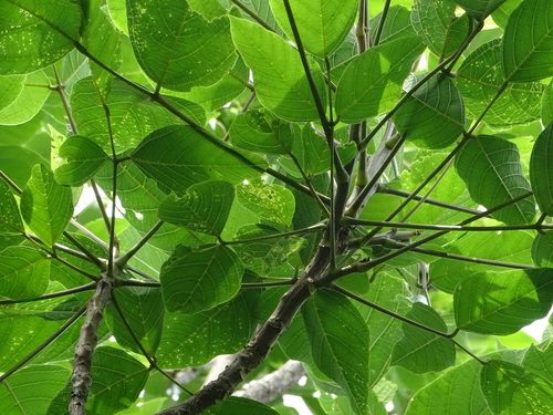 Image of Erythrina edulis by (c) Esteban Villa Restrepo, some rights reserved (CC BY-SA)