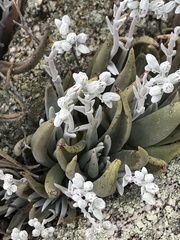 Dudleya abramsii abramsii