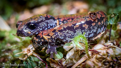 Batrachoseps wrighti