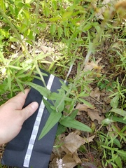 Penstemon laxiflorus