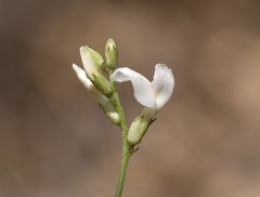 Astragalus remotus