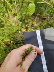 Penstemon laxiflorus