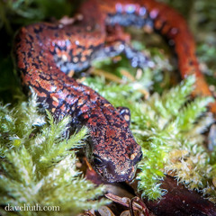 Batrachoseps wrighti