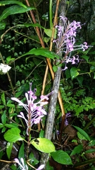 Brachystephanus