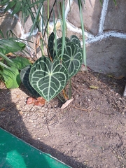 Anthurium clarinervium