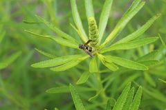 Euodynerus foraminatus