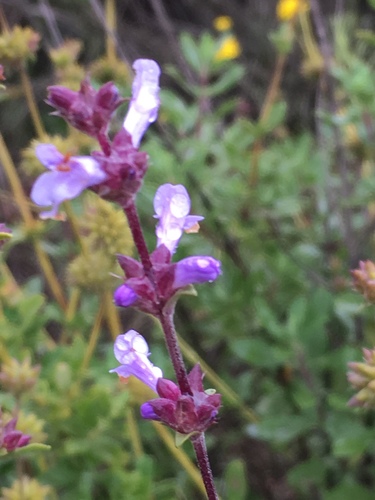 Munz's sage