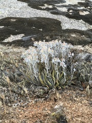 Dudleya abramsii abramsii