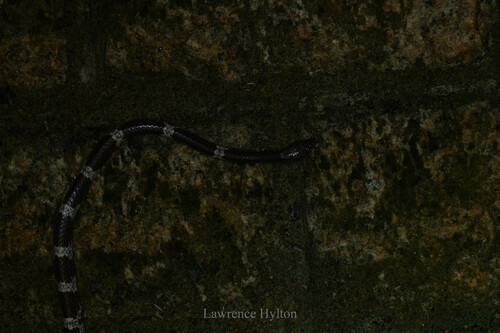 Futsing Wolf Snake