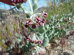 Asclepias californica