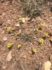 Physaria rectipes