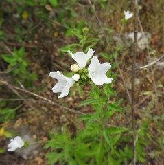 Varronia podocephala